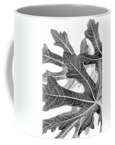 Fig Coffee Mug featuring the photograph Fig Leaf Abstract by Cate Franklyn