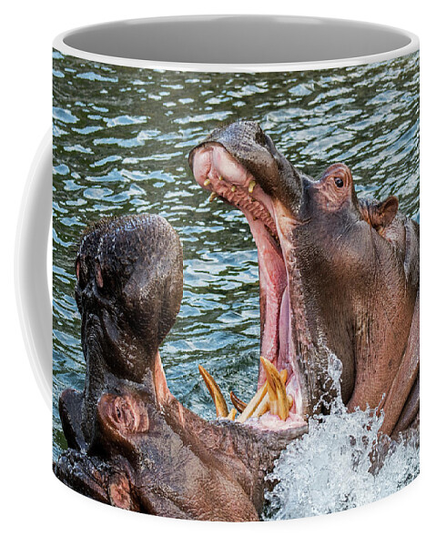 Two Coffee Mug featuring the photograph Fighting Hippos by Arterra Picture Library