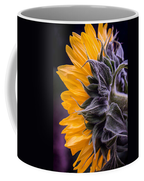 Sunflower Coffee Mug featuring the photograph Filtered Sunflower by Arlene Carmel