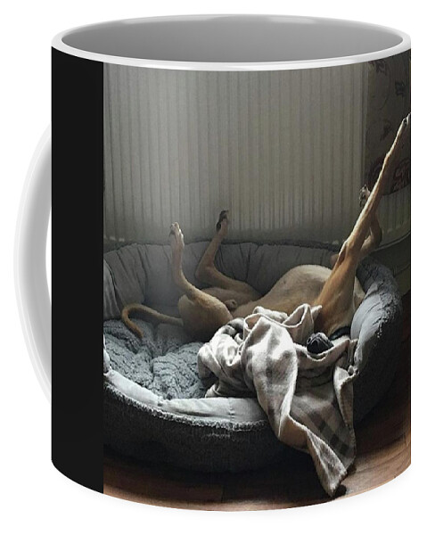 Lurcher Coffee Mug featuring the photograph Finly Seems To Be Settling Into His New by John Edwards