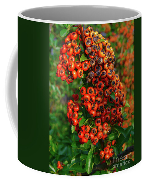 Fire Thorn Bush Coffee Mug featuring the photograph Fire Thorn by Jasna Dragun
