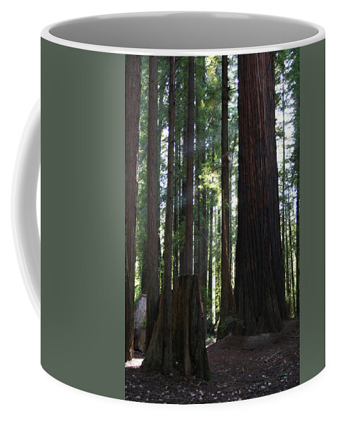Firemark Redwoods Coffee Mug featuring the photograph Firemark Redwoods by Dylan Punke