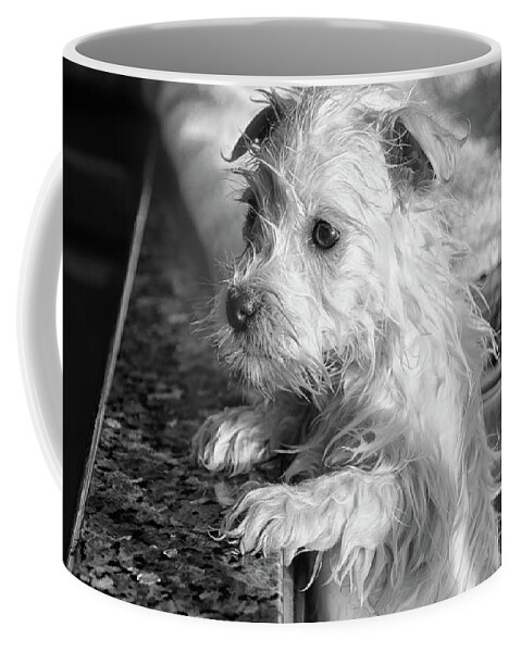 West Highland White Terrier Coffee Mug featuring the photograph First Bath by Debra Baldwin