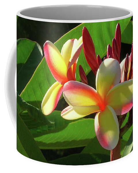 Candy Stripe Plumeria Coffee Mug featuring the photograph First Bloom by James Temple