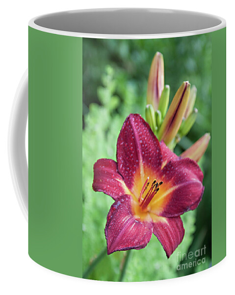 Lilly Coffee Mug featuring the photograph First Born by Sherry Hallemeier