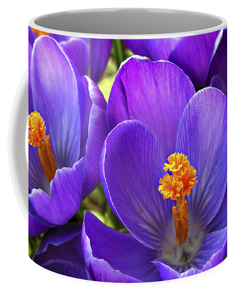 Flower Coffee Mug featuring the photograph First Crocus by Marilyn Hunt