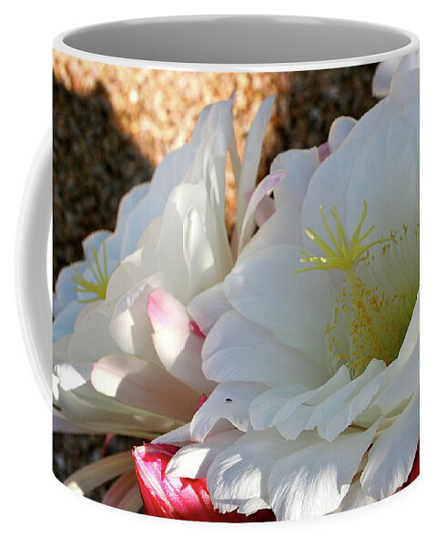 Argebtina Cactus Blooms Coffee Mug featuring the photograph First Morning by Patricia Haynes