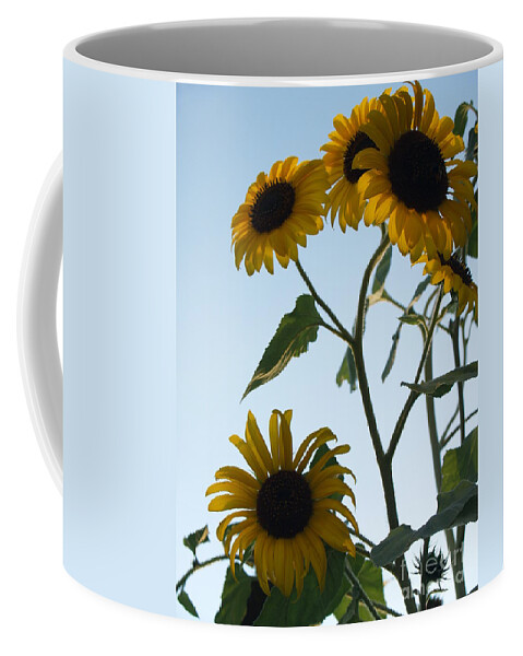 Sunflower Coffee Mug featuring the photograph Five Sunflowers to the Sky by Anna Lisa Yoder