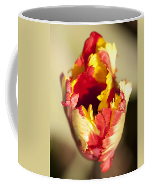 Flaming Parrot Tulip Coffee Mug featuring the photograph Flaming Parrot by Brad Granger
