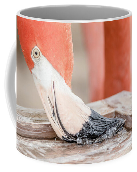 Architecture Coffee Mug featuring the photograph Flamingo at Sea World in Orlando Florida by Peter Ciro