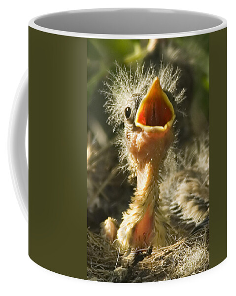 Yellow Warbler Coffee Mug featuring the photograph Fledgling Yellow Warbler by Gary Beeler