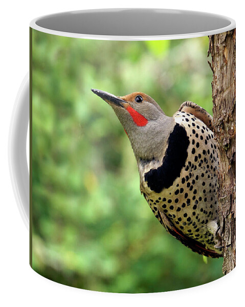 Northern Flicker Coffee Mug featuring the photograph Flicker by Inge Riis McDonald