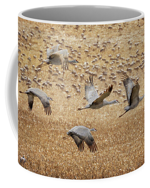 Sandhill Cranes Coffee Mug featuring the photograph Flight Across the Sandhills by Susan Rissi Tregoning