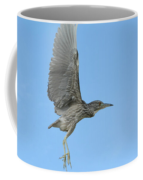 Juvenile Black Crowned Night Heron Coffee Mug featuring the photograph Flight of the Night Heron by Fraida Gutovich
