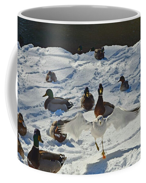 Ducks Coffee Mug featuring the photograph Flight or Fancy by Dani McEvoy