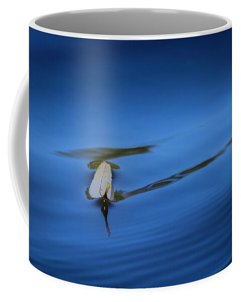 Fall Coffee Mug featuring the photograph Floating by Allin Sorenson
