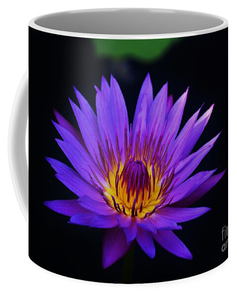 Water Lily Coffee Mug featuring the photograph Floating Colors by Julie Adair