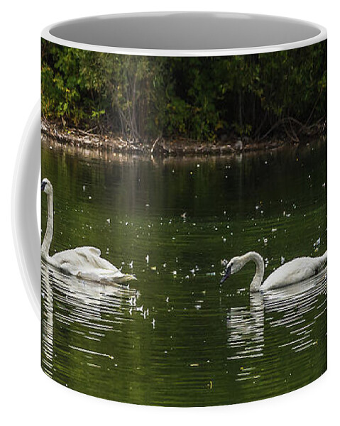 Swans Coffee Mug featuring the photograph Floating In Feathers by Yeates Photography