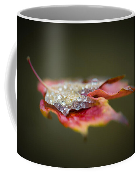 Autumn Coffee Mug featuring the photograph Floating leaf by Jakub Sisak