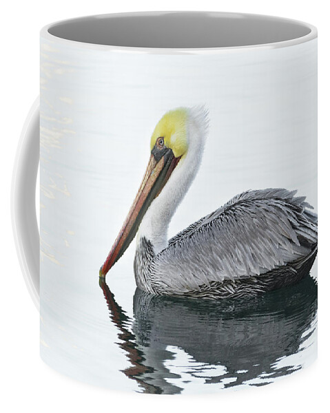 Animal Coffee Mug featuring the photograph Floating Pelican by Alice Cahill