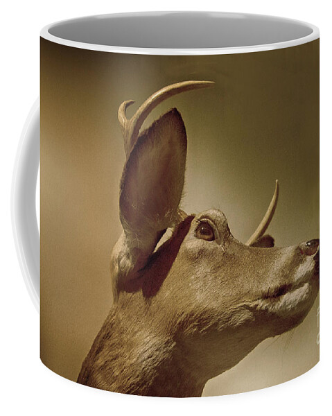 Deer Coffee Mug featuring the photograph Florida Deer by Judy Hall-Folde