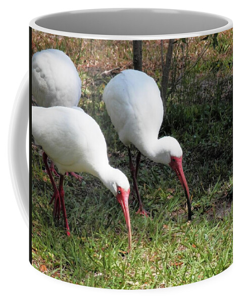 #bright #white #long #orange Beaks. Not #afraid At All Coffee Mug featuring the photograph Florida Ibis in March by Belinda Lee