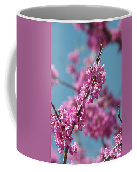 Blooming Redwood Tree Coffee Mug featuring the photograph Spring Blossom by Pamela Williams