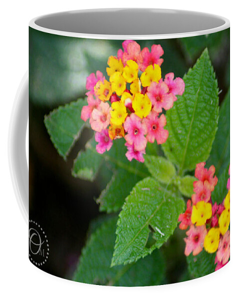 Flower Coffee Mug featuring the photograph Flower Bloom by Shelley Overton