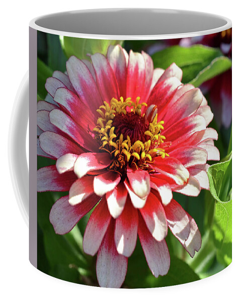 Zinnia Flower Coffee Mug featuring the photograph Zinnia red and white by Ronda Ryan