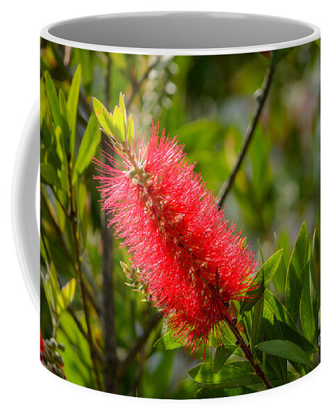 Flowering Crimson Bottlebrush Coffee Mug featuring the photograph Flowering Crimson Bottlebrush by Debra Martz