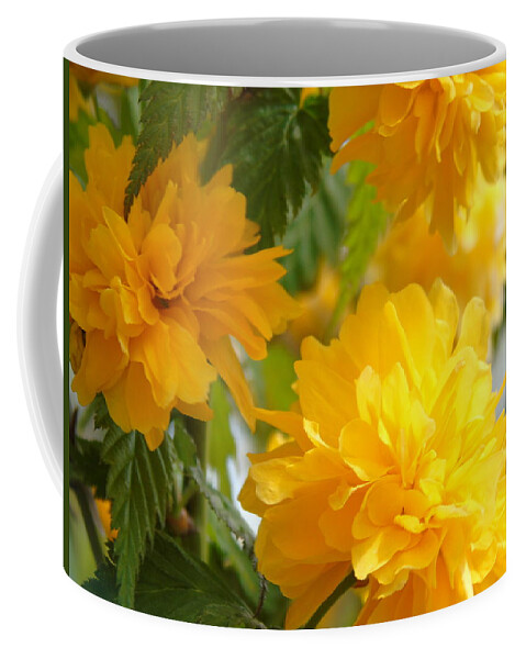 Flowers Coffee Mug featuring the photograph Flowers by Yohana Negusse