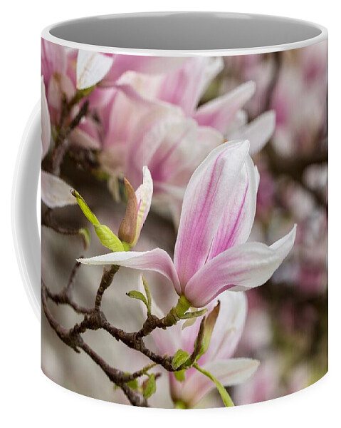 Flowing Magnolia Coffee Mug featuring the photograph Flowing magnolia by Lynn Hopwood