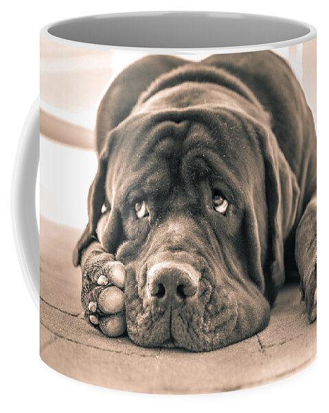 Dogs Coffee Mug featuring the photograph Floyd by Racheal Christian