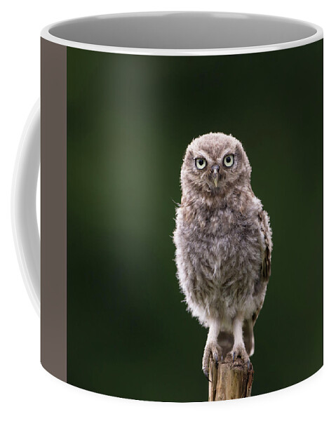 Little Owl Coffee Mug featuring the photograph Fluffy McFluff-Face by Pete Walkden