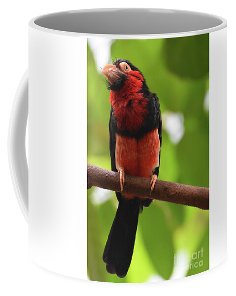 Bearded-barbet Coffee Mug featuring the photograph Fluffy Red and Black Feathers on a Bearded Barbet by DejaVu Designs