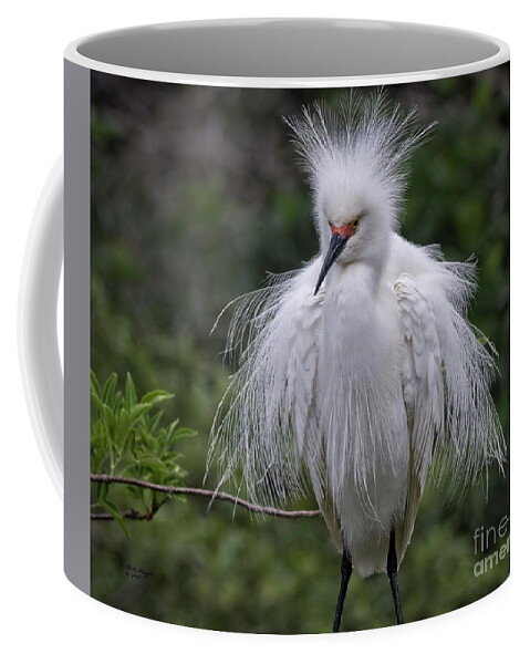 Snowy Coffee Mug featuring the photograph Fluffy Snowy Egret by DB Hayes