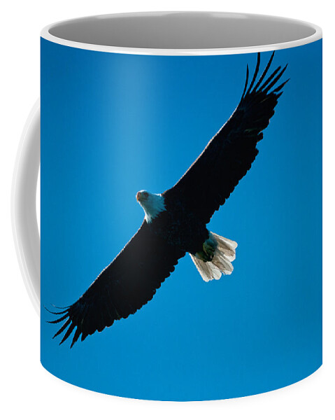Eagle Coffee Mug featuring the photograph Fly Over by Paul Mangold