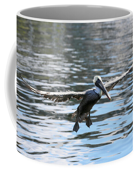 Flying Pelican over Harbor Water Coffee Mug by Carol Groenen - Fine Art  America