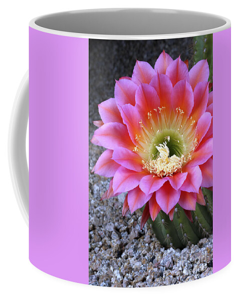 Flying Saucer Coffee Mug featuring the photograph Flying Saucer Cactus Flower by Bryan Keil