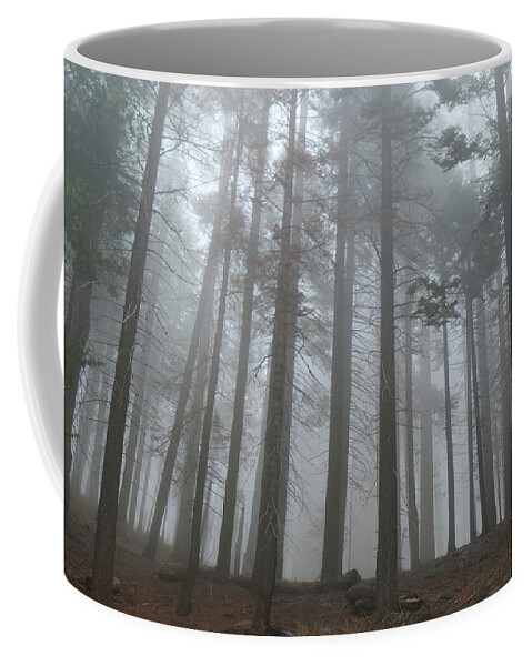 Sequoia National Park Coffee Mug featuring the photograph Foggy Sequoia National Park by Cascade Colors