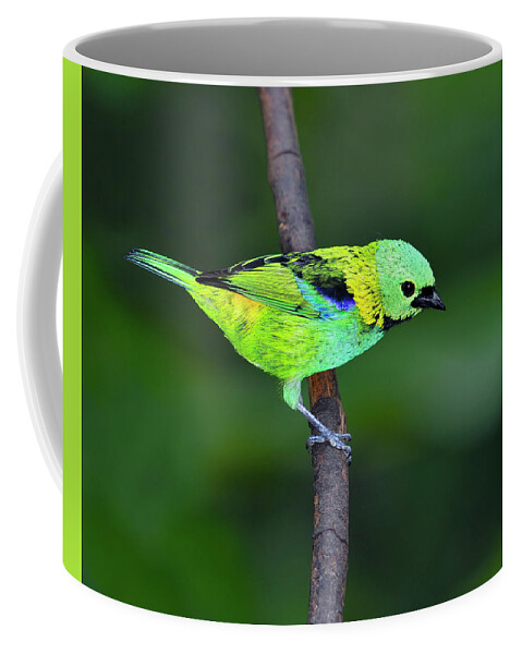 Green-headed Tanager Coffee Mug featuring the photograph Forest Edge by Tony Beck