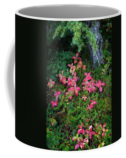 Alaska Coffee Mug featuring the photograph Forest Floor in Autumn by Tim Newton