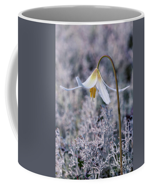 White Fawn Lily Coffee Mug featuring the photograph Forest Lily Textures 2 by Alanna DPhoto
