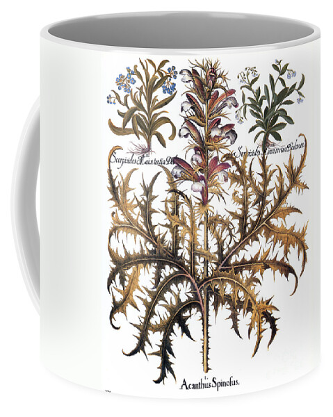 1613 Coffee Mug featuring the photograph Forget-me-not & Acanthus by Granger