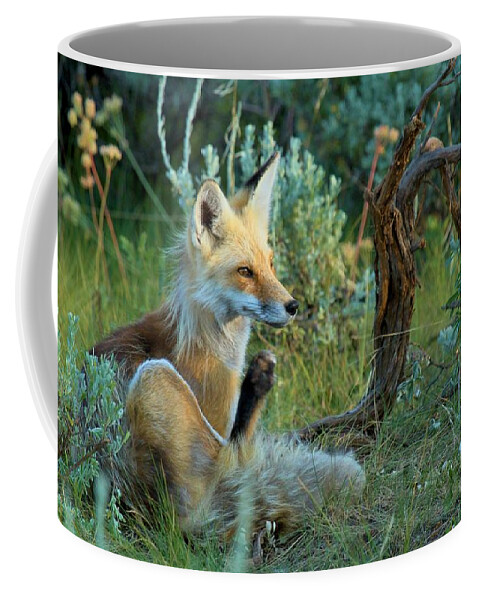 Red Fox Coffee Mug featuring the photograph Fox In The Brush by Adam Jewell