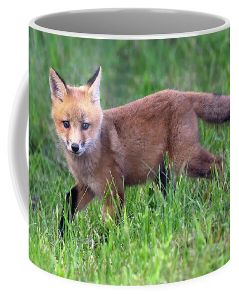 Fox Coffee Mug featuring the photograph Fox in the Grass by Art Cole