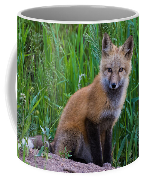 Red Fox Coffee Mug featuring the photograph Fox Kit at Dusk #5 by Mindy Musick King