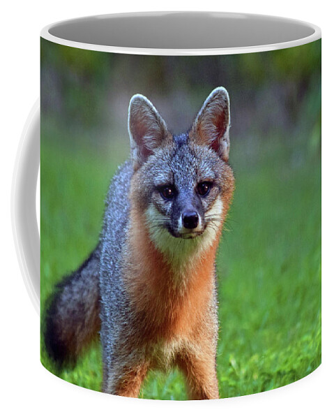 Photograph Coffee Mug featuring the photograph Fox by Larah McElroy