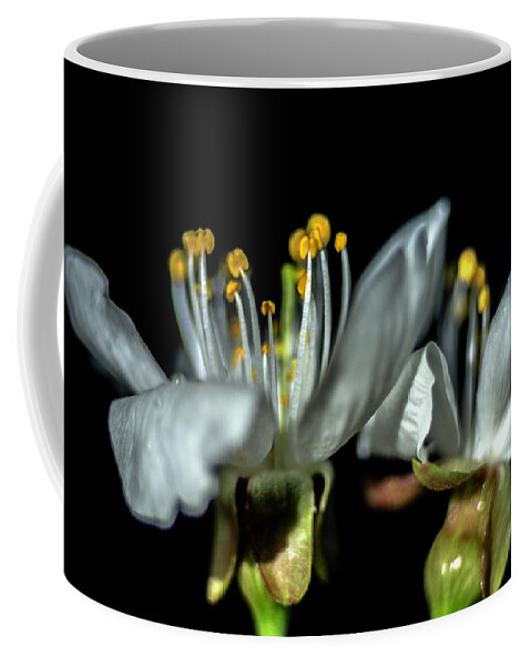 Cherry Flower Coffee Mug featuring the photograph Fragility by Wolfgang Stocker
