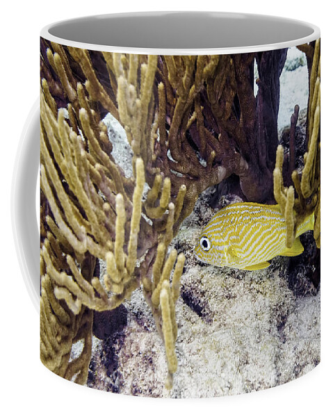 French Grunt Coffee Mug featuring the photograph French Grunt Swimming by Perla Copernik